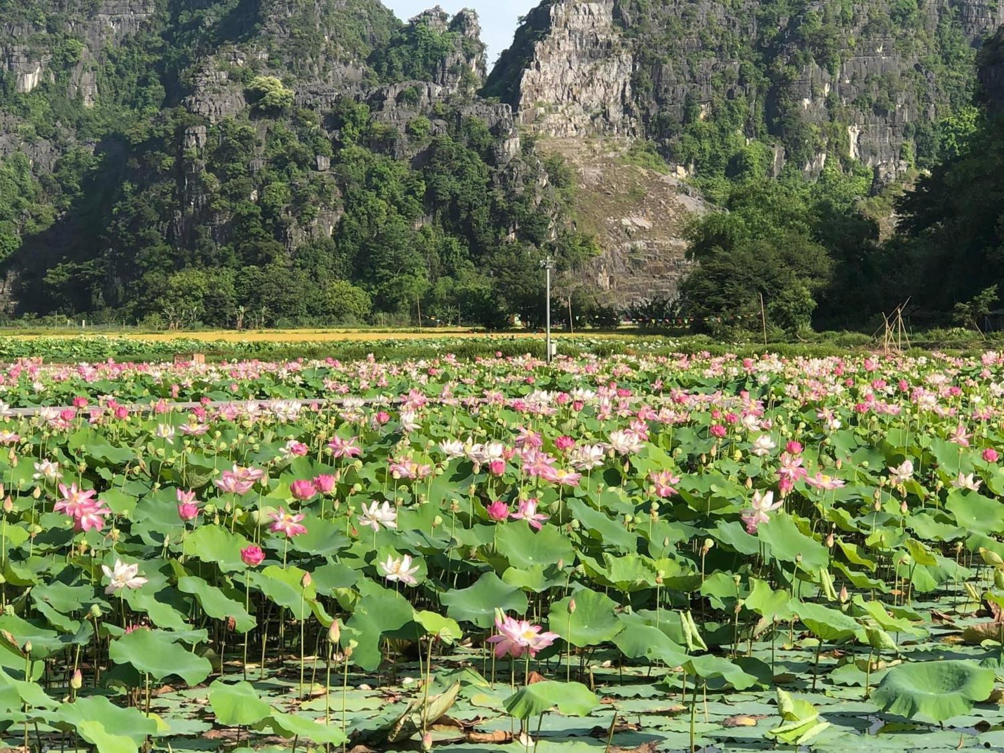 Tam Coc - Thanh Homestay Ниньбинь Экстерьер фото
